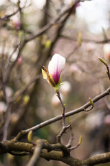 pink magnolia on blurred background