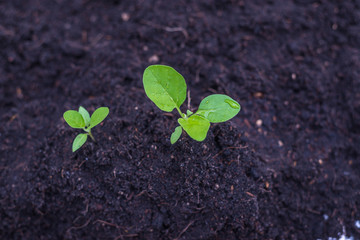 grow plant in soil vegetable for eat