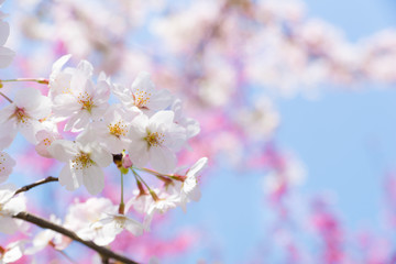 染井吉野（ソメイヨシノ）