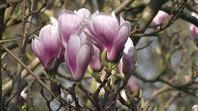 Beautiful Spring Magnolia Tree Pink Flowers Blooming in Spring 