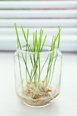 Sprouted grains in glass vase on windowsill background