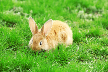 Little rabbit in grass close-up