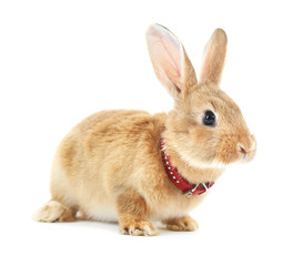 Obraz premium Red rabbit isolated on white