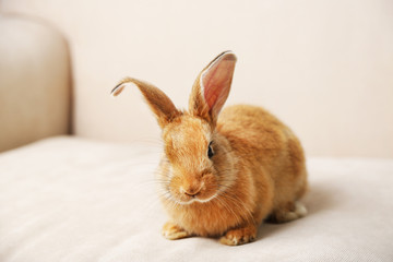 Cute rabbit on sofa, close up