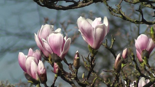 Beautiful Spring Magnolia Tree Flowers Blowing in wind