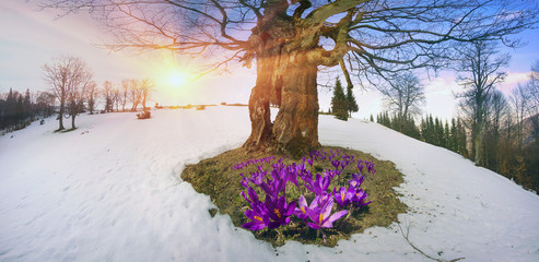 Snow flowers - Crocuses
