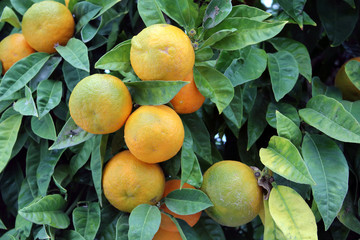 orange tree detail