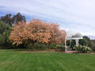 ピンクの花の咲く木の庭