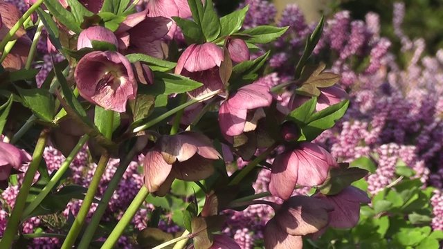 Stunning Spring Hellebore Lenten Rose Purple Flowers Blooming 