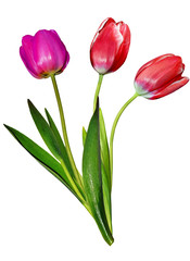 spring flowers tulips isolated on white background