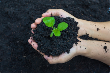 hands holding soil for plant