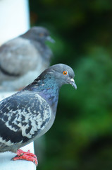 Cute vector pigeon