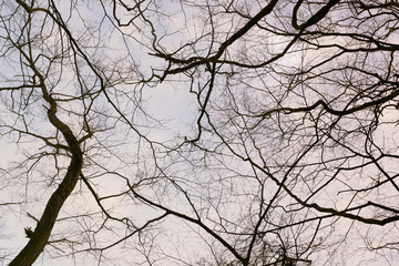 branch tree in garden.