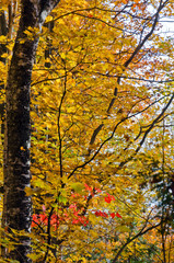 Fall's colorful trees