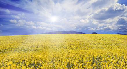 Fototapeta premium rapeseed field