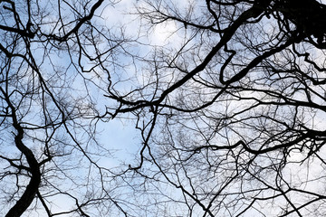 branch tree in garden.