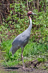 Sarus crane