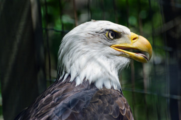 bald eagle