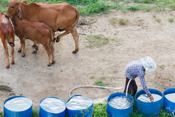 Fototapeta premium Farmer and cow