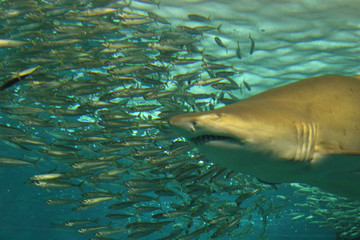 Shark and fish shoal
