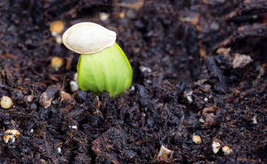New zucchini sprout growing with seed shell on top of plant