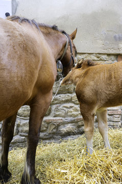 Mare with foal. Color image