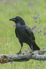 raven