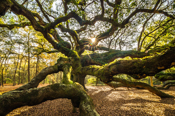 Fototapeta na wymiar Angel Oak tree near Charleston