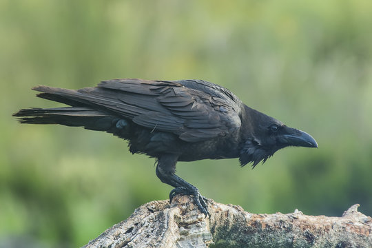 Fototapeta raven