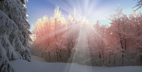 Ukrainian Carpathians snowy forest
