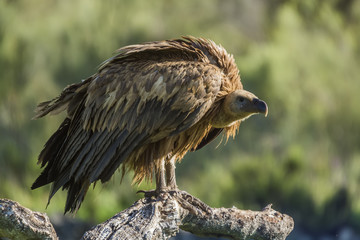 griffon vulture