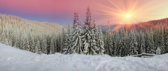 Ukrainian Carpathians snowy forest