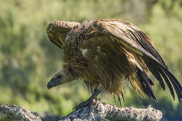 griffon vulture