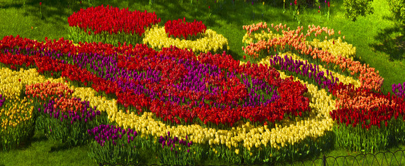 Fototapeta na wymiar blooming tulips