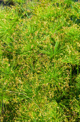 top view papyrus green plant.