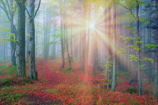 Fototapeta Rays in the Carpathian forest