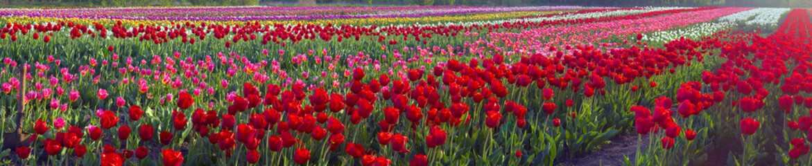 Fototapeta na wymiar Tulips - spring flowers