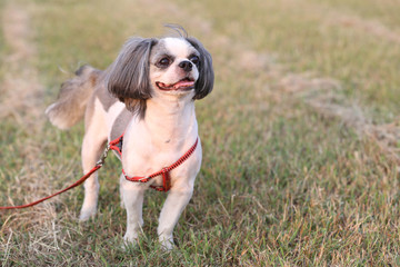Shih Tzu dog.