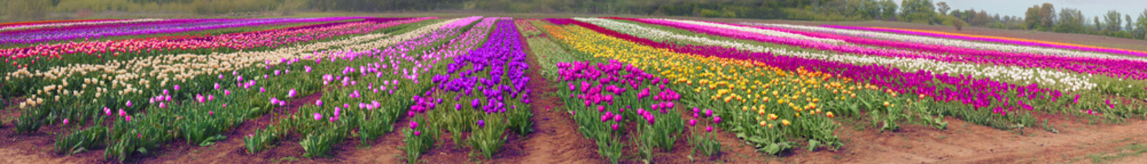 Obraz premium flowering time beautiful garden flowers tulips