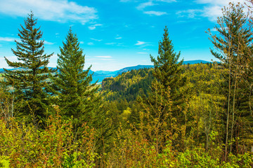 Green Oregon Landscape