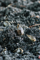  seedling of a sunflower