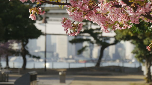 Blooming cherry blossoms and out of focus cityscape in background.