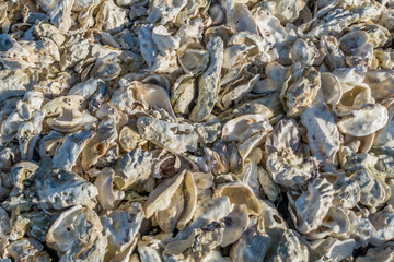 Oyster Shells Background