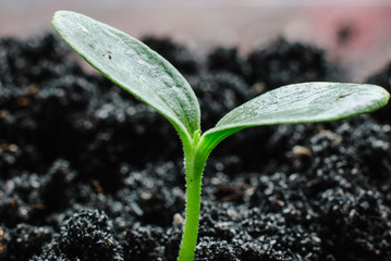  green sprouts growing