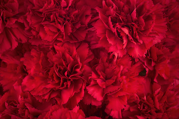 Fototapety  Bouquet of red flowers carnation for use as nature background.