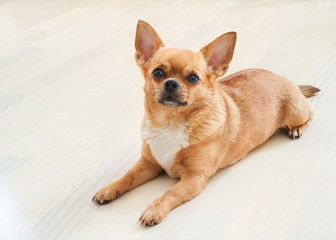 Red chihuahua dog on wooden background.