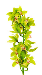 Blooming twig of green yellow purple orchids.