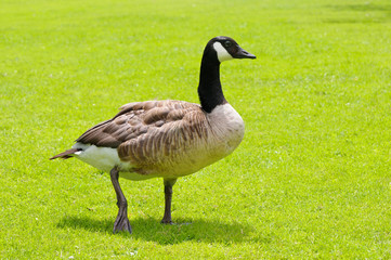 gray goose on green field