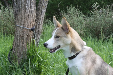 chien Husky Border Colly