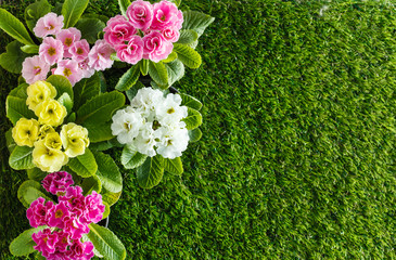 spring flowers